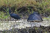 Black Heron