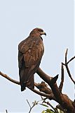 Black Kiteborder=