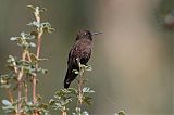 Black Metaltail