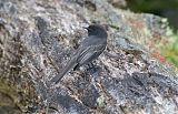 Black Phoebe