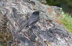 Black Phoebe