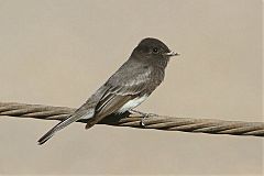 Black Phoebe