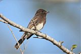 Black Phoebe