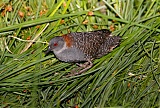 Black Rail