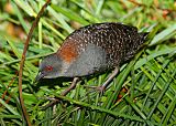 Black Rail