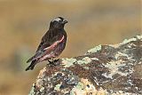 Black Rosy-Finchborder=