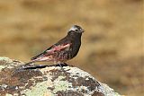 Black Rosy-Finchborder=