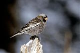 Black Rosy-Finch