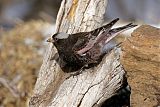 Black Rosy-Finch