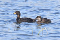 Black Scoter