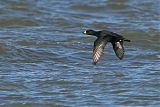 Black Scoterborder=