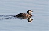 Black Scoter