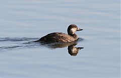 Black Scoter