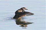 Black Scoter