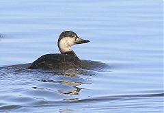 Black Scoter