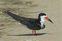 Black Skimmer