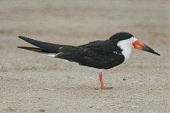 Black Skimmer