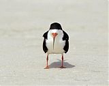 Black Skimmer