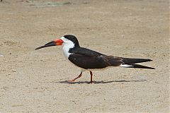 Black Skimmer