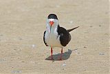 Black Skimmer