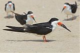 Black Skimmer