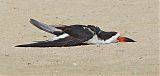 Black Skimmer