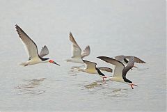 Black Skimmer