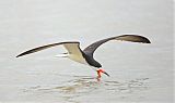 Black Skimmer