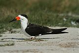 Black Skimmer