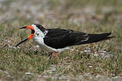 Black Skimmer