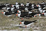 Black Skimmer