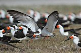 Black Skimmer