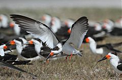 Black Skimmer