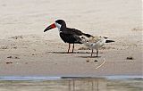 Black Skimmer