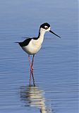 Black-necked Stiltborder=