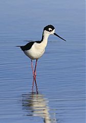 Black-necked Stilt