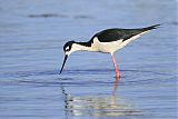 Black-necked Stiltborder=