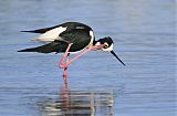 Black-necked Stiltborder=