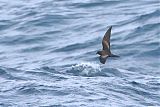 Black Storm-Petrelborder=