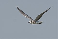 Black Tern