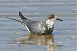 Black Tern