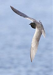 Black Tern