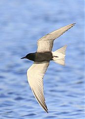 Black Tern