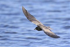 Black Tern