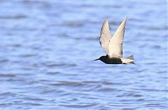 Black Tern