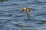 Black Tern