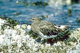 Black Turnstone