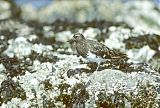 Black Turnstone