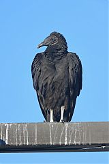 Black Vulture