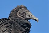 Black Vulture